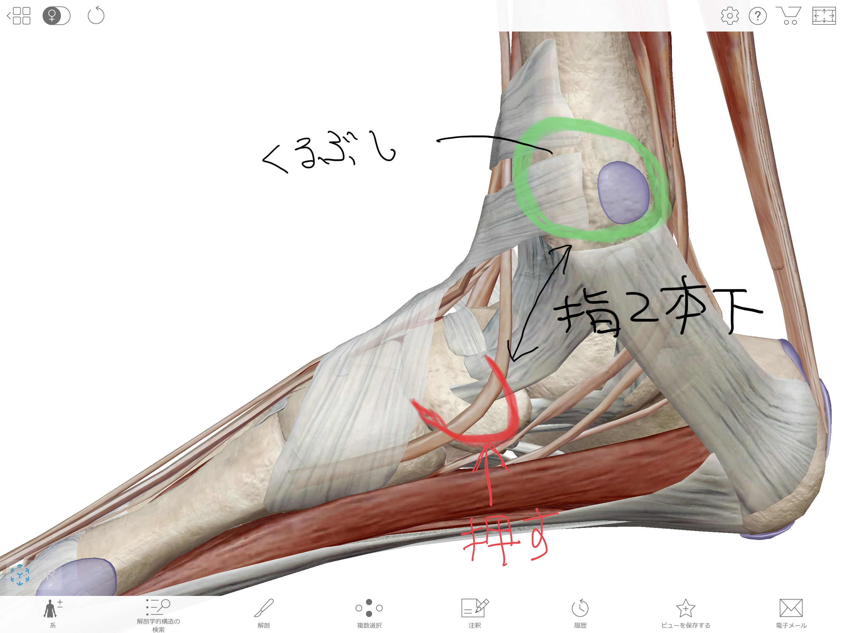 股関節が硬い人はココを押してみて 上運天施術院